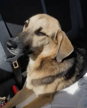 Lani -  German Shepherd Dog Dog for Adoption in Oakland Park, Florida - Lani | PetCurious