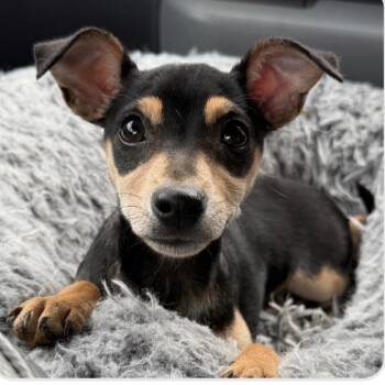 Chihuahua Dogs Available for Adoption in Little Rock, Arkansas - Girl (Evie) | PetCurious