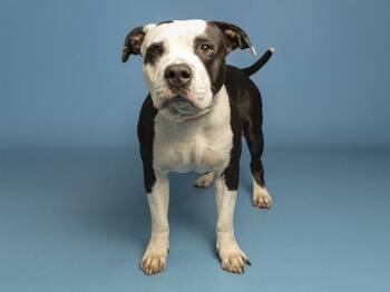 NORMAN -  Pit Bull Terrier Dog for Adoption in Phoenix, Arizona - NORMAN | PetCurious