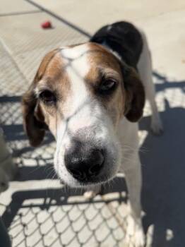 Juicy Fruit -  Hound and Mixed Breed Dog Available for Adoption in King William, Virginia - Juicy Fruit | PetCurious
