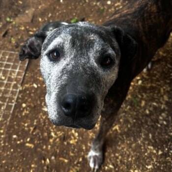 Bella -  Pit Bull Terrier Dog for Adoption in Stephenville, Texas - Bella | PetCurious