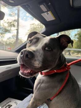 Rescue American Staffordshire Terrier Dogs for Adoption in Spring, Texas - Suzy | PetCurious