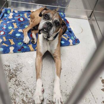 Dallas -  Mixed Breed Dog for Adoption in Davenport, Iowa - Dallas | PetCurious