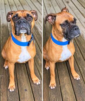 Hank**looking for foster or adopter** -  Boxer Dog for Adoption in Minneapolis, Minnesota - Hank**looking For Foster Or Adopter** | PetCurious