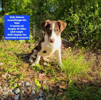 Australian Shepherd and Beagle Dogs Available for Adoption in Oviedo, Florida - Wally Walnuts | PetCurious