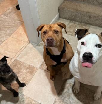 Rescue Pit Bull Terrier and Mixed Breed Dogs for Adoption in Fayetteville, Arkansas - Football | PetCurious