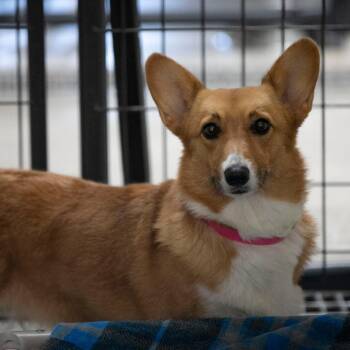 Sarah (S26-119) -  Corgi Dog for Adoption in Peyton, Colorado - Sarah (S26-119) | PetCurious