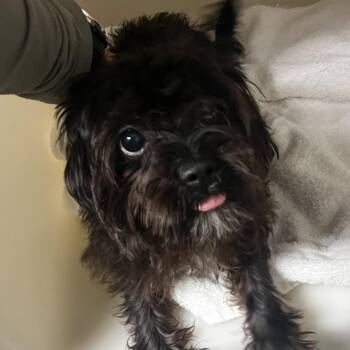 72202 -  Terrier and Mixed Breed Dog for Adoption in Harrisonburg, Virginia - 72202 | PetCurious