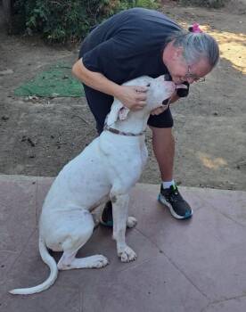 Rescue Dogo Argentino Dogs for Adoption in ROUGH READY, California - Simon | PetCurious
