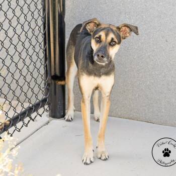 Ember -  Hound and Shepherd Dog for Adoption in Abilene, Texas - Ember | PetCurious