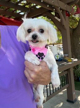 Maltese Dogs Available for Adoption in Temecula, California - Calista | PetCurious