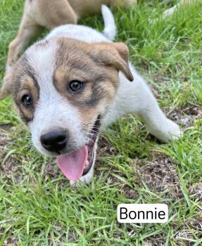 Great Pyrenees Dogs Available for Adoption in Manchester, Connecticut - Bonnie 1 | PetCurious