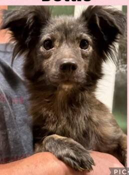 Dottie in TX -  Chihuahua Dog for Adoption in Cranston, Rhode Island - Dottie In TX | PetCurious
