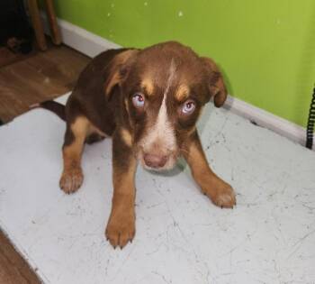 Australian Shepherd Dogs Available for Adoption - Patsy | PetCurious