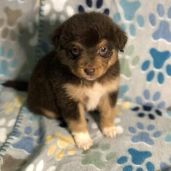 Australian Shepherd and Golden Retriever Dogs Available for Adoption - Reese Cup | PetCurious