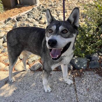 Captain Jack -  Husky Dog for Adoption in Grass Valley, California - Captain Jack | PetCurious