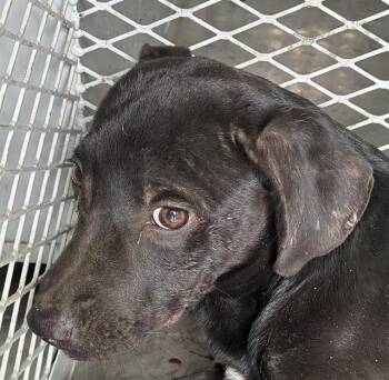 Rescue Labrador Retriever and Pit Bull Terrier Dogs for Adoption in Thousand Oaks, California - Lyra -- URGENT! | PetCurious