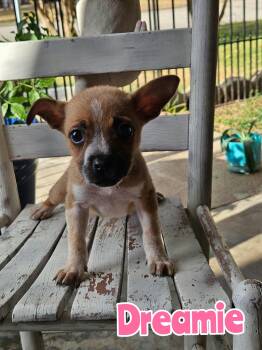 Dreamie -  Australian Cattle Dog Blue Heeler Dog for Adoption in New Baltimore, Michigan - Dreamie | PetCurious