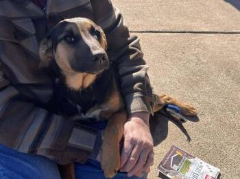 Mixed Breed Dogs Available for Adoption - Aubie | PetCurious