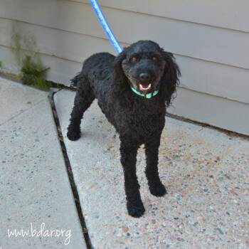 Miles -  Goldendoodle Dog for Adoption in Cheyenne, Wyoming - Miles | PetCurious