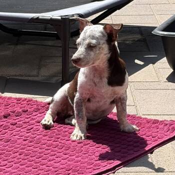 Dilly - Costa Mesa Location *Available 9/19* -  Terrier and Mixed Breed Dog for Adoption in Chino Hills, California - Dilly - Costa Mesa Location *Available 9/19* | PetCurious