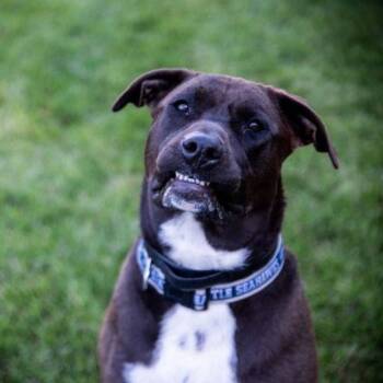 Black Labrador Retriever and Hound Dogs Available for Adoption in Hampton, Virginia - Kota | PetCurious