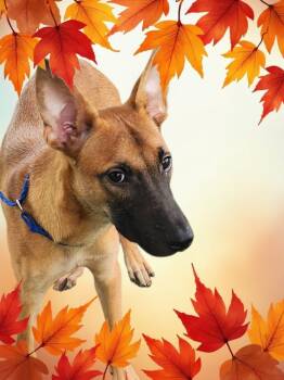 Rescue Belgian Shepherd Malinois Dogs for Adoption in Lorida, Florida - Titan | PetCurious