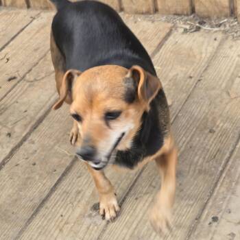 Trixie -  Beagle Dog for Adoption in Zaleski, Ohio - Trixie | PetCurious