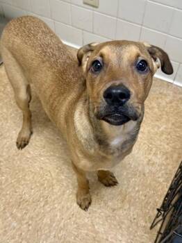 Wonton -  Retriever and Mixed Breed Dog for Adoption in San Antonio, Texas - Wonton | PetCurious