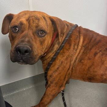 Wilson -  Terrier Dog for Adoption in Abilene, Texas - Wilson | PetCurious