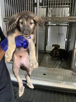 SAL -  Mixed Breed Dog for Adoption in Dallas, Texas - SAL | PetCurious
