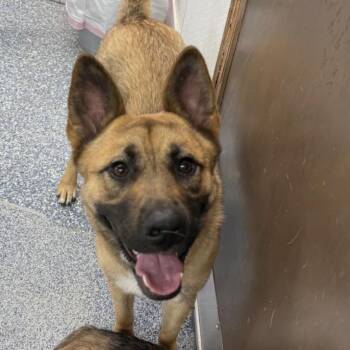 Candy Hazel -  Belgian Shepherd Malinois and German Shepherd Dog Dog for Adoption in Denver, Colorado - Candy Hazel | PetCurious