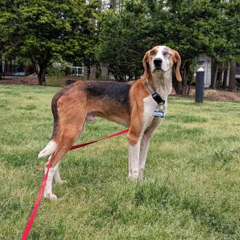 Hound Dogs Available for Adoption in Wake Forest, North Carolina - Claude | PetCurious