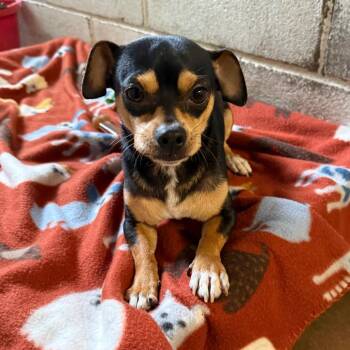 Googly Eyes -  Chihuahua and Dachshund Dog for Adoption in Stephenville, Texas - Googly Eyes | PetCurious