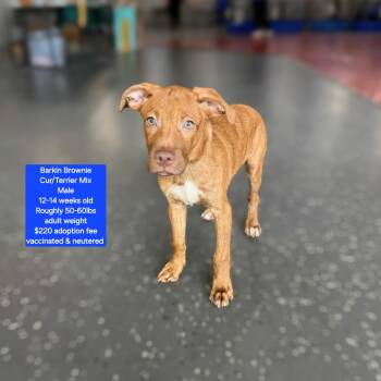 Barkin Brownie -  Black Mouth Cur and Terrier Dog for Adoption in Oviedo, Florida - Barkin Brownie | PetCurious