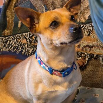 Scooby -  Chihuahua Dog for Adoption in Faribault, Minnesota - Scooby | PetCurious