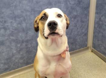 Pit Bull Terrier and Mixed Breed Dogs Available for Adoption in Loveland, Colorado - MISSY | PetCurious