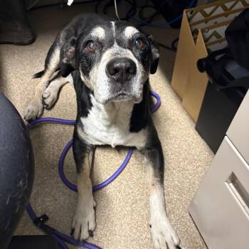 Kurt -  Rottweiler and Labrador Retriever Dog for Adoption in League City, Texas - Kurt | PetCurious