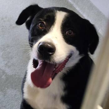 Winston -  Collie and Mixed Breed Dog for Adoption in Abilene, Texas - Winston | PetCurious