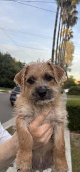 Terrier Dogs Available for Adoption in Pasadena, California - Malibu | PetCurious
