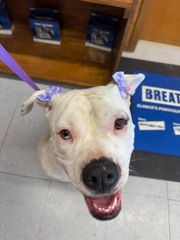 Rescue American Bulldog Dogs for Adoption in Lexington, Nebraska - Roxie | PetCurious