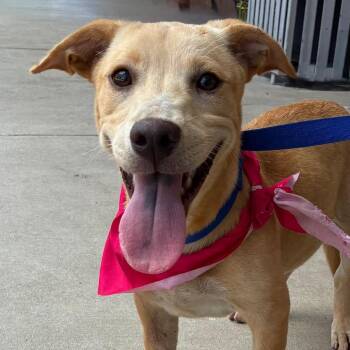 Pixar -  Labrador Retriever and Mixed Breed Dog for Adoption in San Antonio, Texas - Pixar | PetCurious