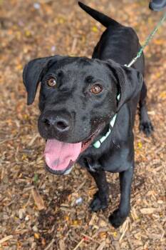 Flower Power -  Mixed Breed Dog for Adoption in Cincinnati, Ohio - Flower Power | PetCurious