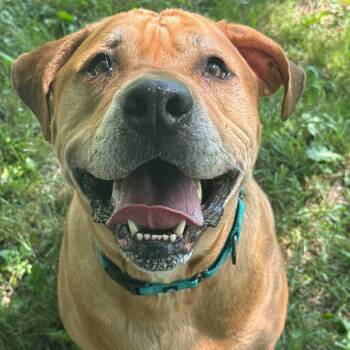 Scoob -  Mixed Breed Dog for Adoption in Owosso, Michigan - Scoob | PetCurious