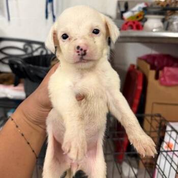 Dory -  Retriever and Mixed Breed Dog for Adoption in Morton Grove, Illinois - Dory | PetCurious