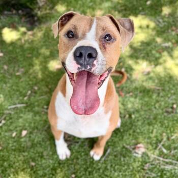 Rusty -  Mixed Breed Dog for Adoption in Milton, Florida - Rusty | PetCurious