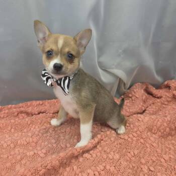 Chihuahua and Pomeranian Dogs Available for Adoption in Foley, Alabama - Barry | PetCurious