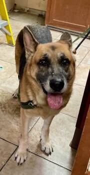 Rescue Mixed Breed Dogs for Adoption in Cincinnati, Ohio - Burlap | PetCurious