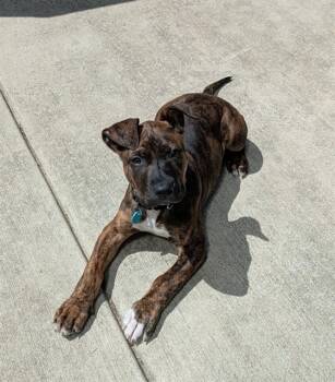 Pit Bull Terrier Dogs Available for Adoption in Leesburg, Virginia - ABBY MALLARD | PetCurious