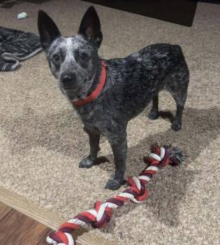 Australian Cattle Dog Blue Heeler Dogs Available for Adoption - Pepper | PetCurious